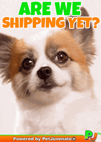 Are We Shipping Yet Relationship Romance GIF