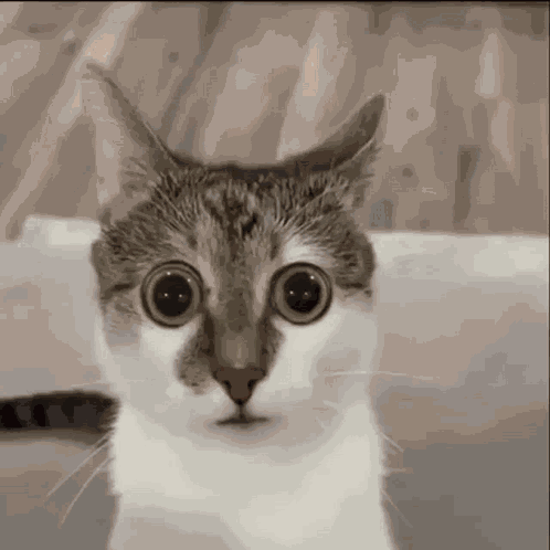 Asdasd GIF