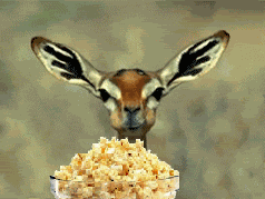 Atg Stucapa GIF
