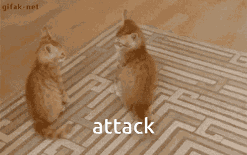 Attack Cat Attacking GIF