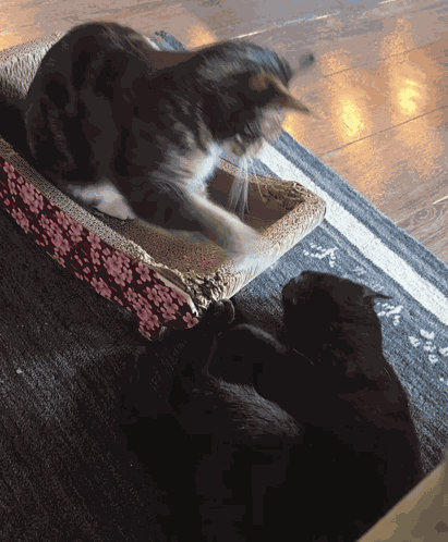 Atticus Sypha GIF