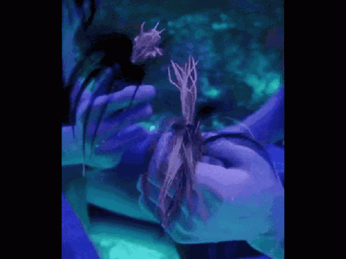 Avatar GIF