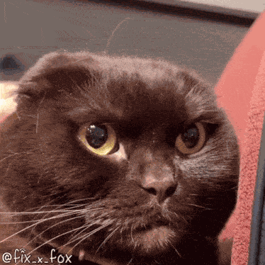 Awkward Cat GIF