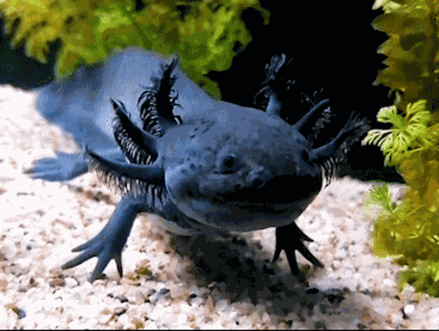 Axolotl Axolotl Meme GIF