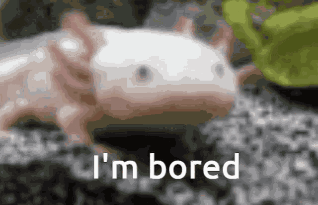Axolotl Cute GIF