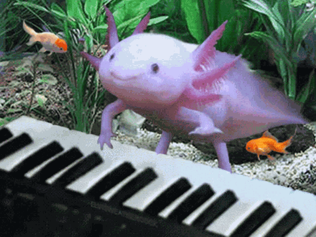 Axolotl GIF