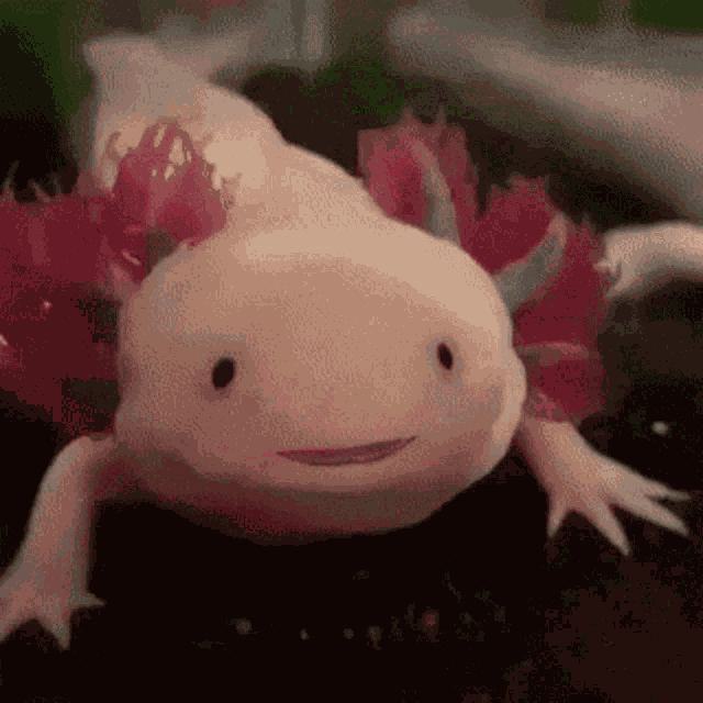 Axolotl Lucy Axolotl GIF
