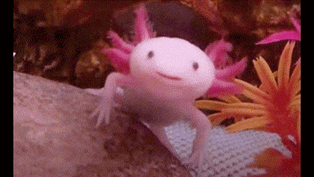 Axolotl Pop Cat GIF