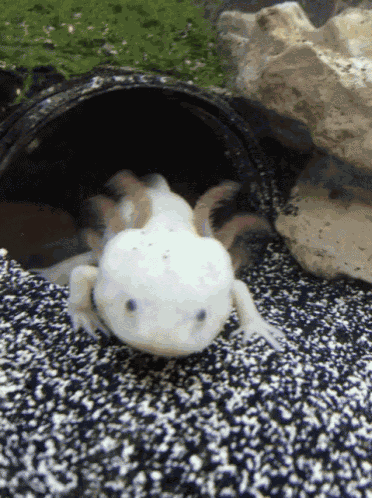 Axolotl GIF