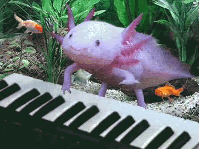 Axolotl GIF