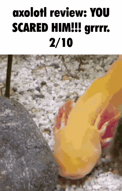 Axolotl Review GIF