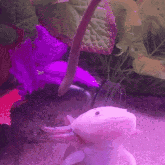 Axolotl Spin GIF
