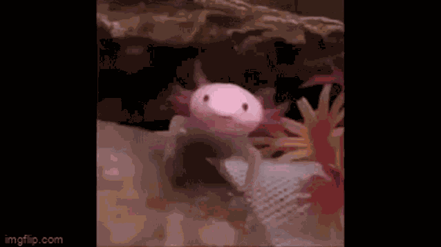 Axolotl Yawn GIF