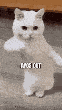 Ayos GIF