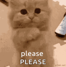 Ayra GIF