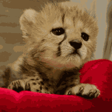 Bébé Tifre 2 GIF