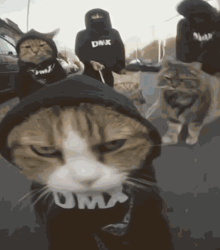Babsb Cat GIF