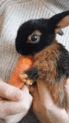 Baby Bunny Eats A Carrot GIF