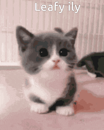 Baby Cat Leafy GIF