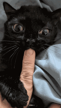 Baby Corn Whiskstowhiskers GIF