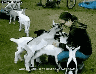 Baby Goat GIF