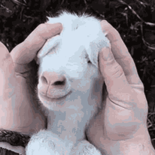 Baby Goat Good Morning GIF