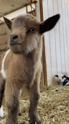 Baby Goat GIF