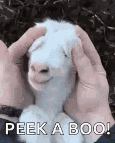Baby Goat Surprise GIF