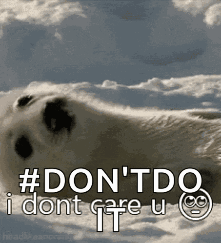 Baby Harp Seal Dont Care GIF