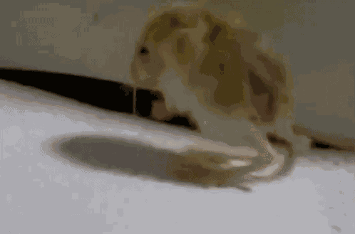 Baby Jerboa Pixelrot GIF