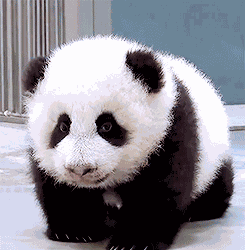 Baby Panda Just Wants To Cuddle!! GIF
