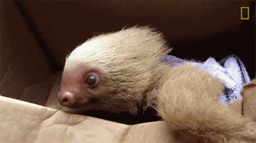 Baby Sloth International Sloth Day GIF