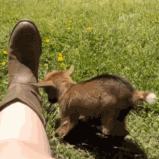 Babygoat Baby Goat GIF