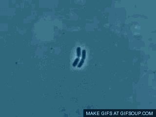 Bacteria Biology GIF