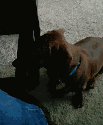 Badgerkiller Dachshund GIF