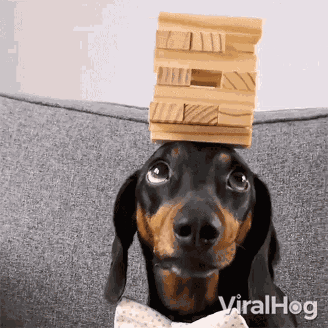 Balancing Dachshund GIF