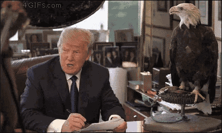 Bald Eagle Donald Trump GIF