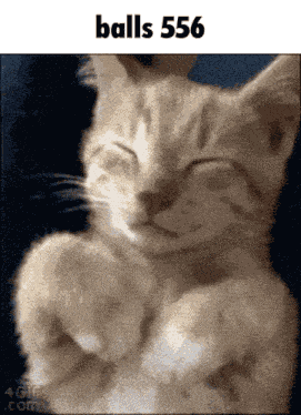 Balls 556 GIF