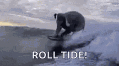 Bama Fans GIF