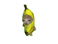 Banana Cat Cat Banana Sticker