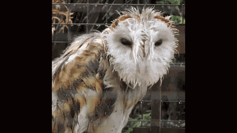 Barn Owl Wet GIF
