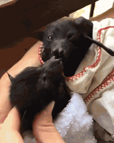Bat Bats GIF