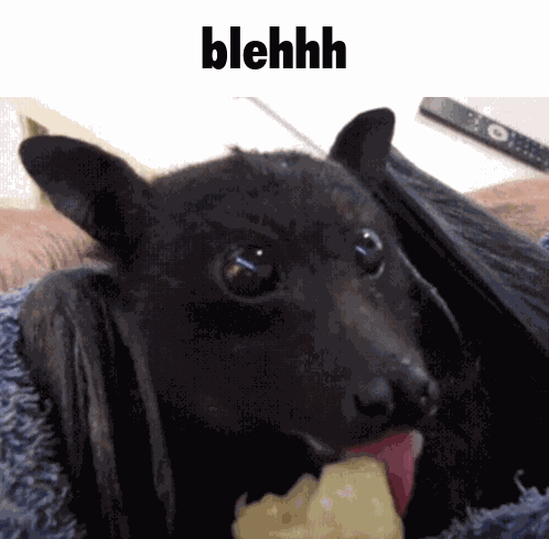 Bat Cute GIF