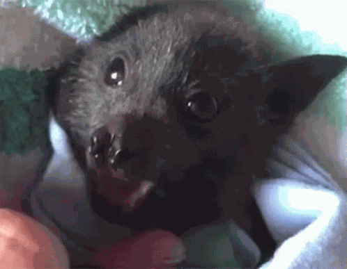 Bat GIF