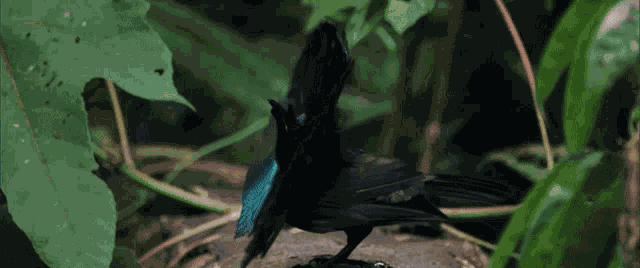 Bbc Bbcnature GIF