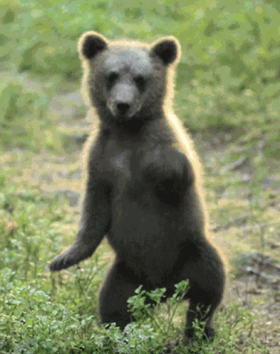 Bear Cub GIF