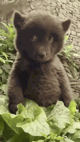 Bear Dog GIF