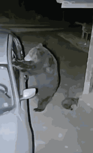 Bear GIF