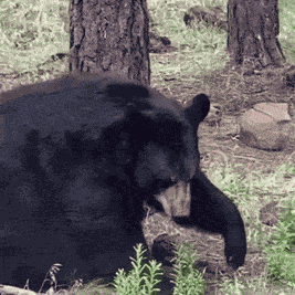 Bear Laffy Taffy Dancing Bear GIF