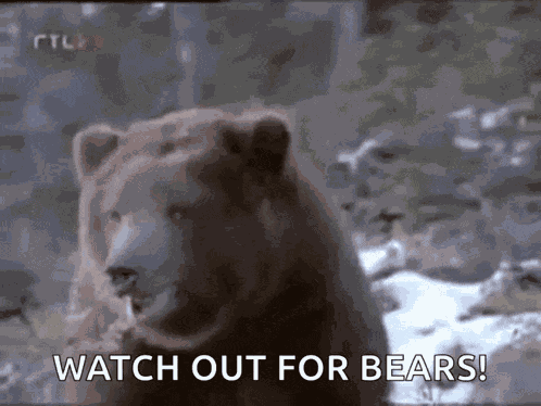 Bear Look GIF